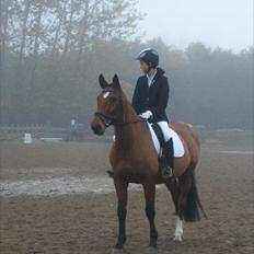 Dansk Varmblod TRÉSOR