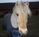 Fjordhest Leander