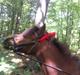 Anden særlig race Rosa R.I.P.<333Miss you †