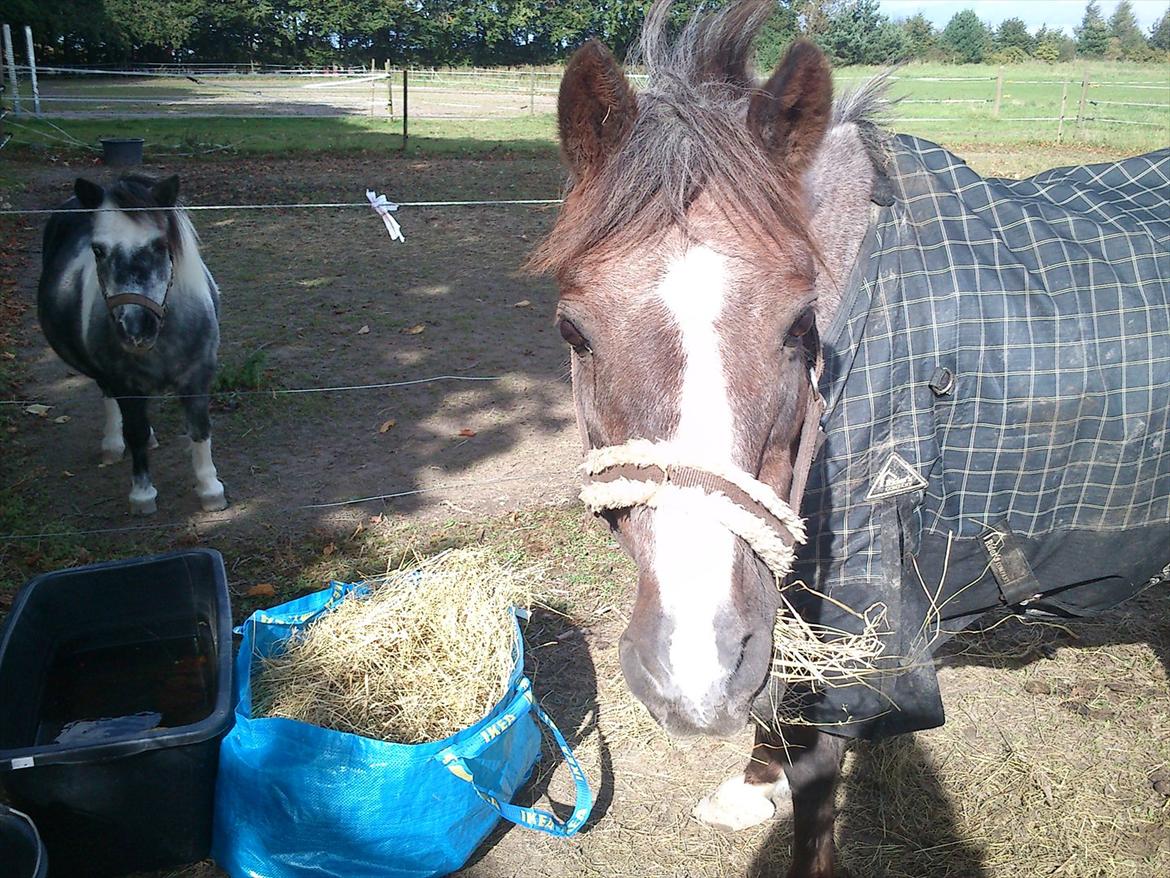 Anden særlig race Sheila *My Soulmate* billede 1