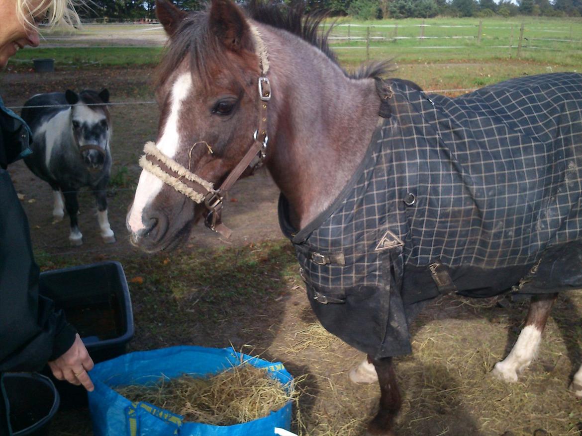 Anden særlig race Sheila *My Soulmate* billede 2