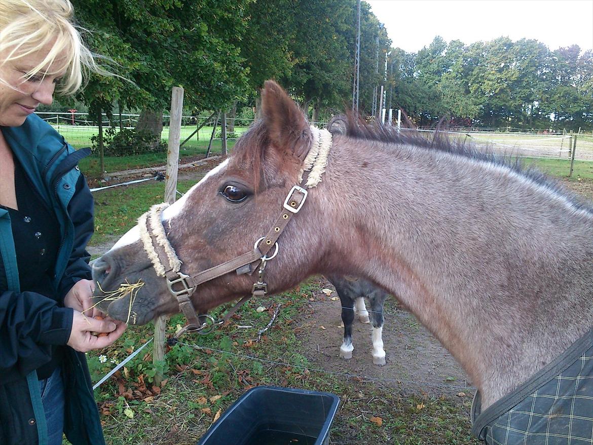 Anden særlig race Sheila *My Soulmate* billede 3
