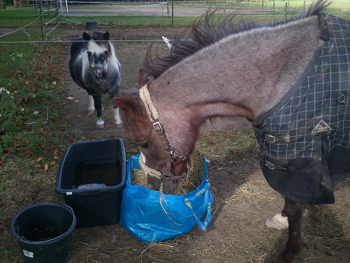 Anden særlig race Sheila *My Soulmate* billede 4