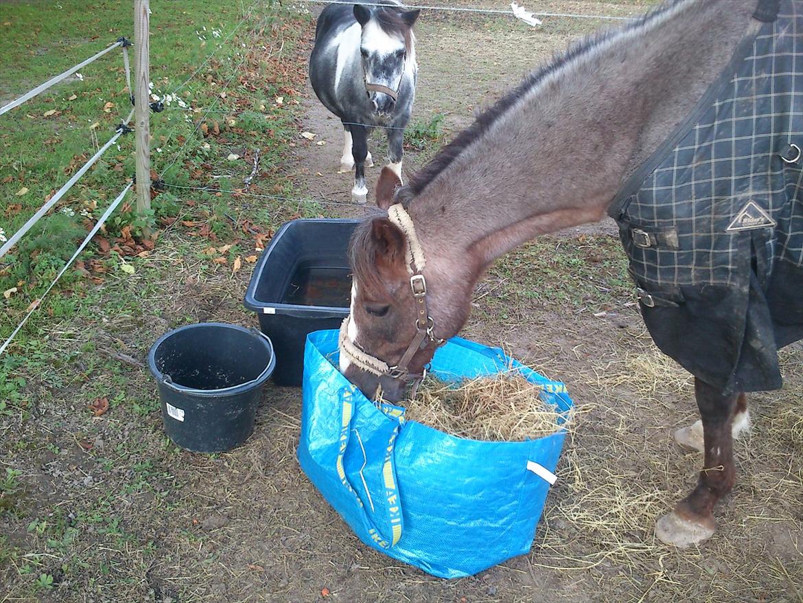 Anden særlig race Sheila *My Soulmate* billede 5