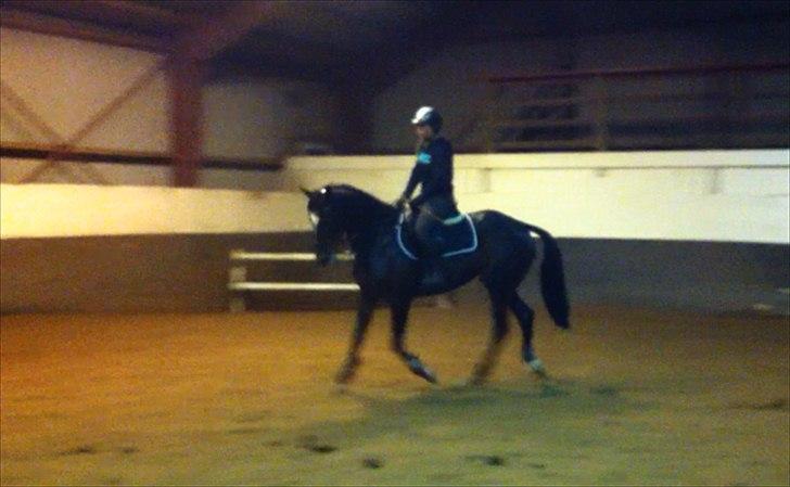 Fuldblod (XX) Pureline billede 6