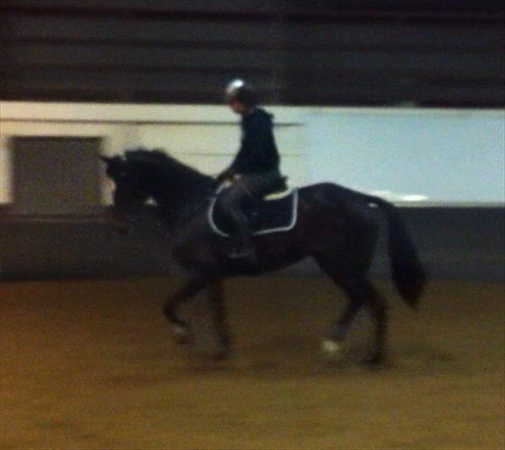 Fuldblod (XX) Pureline billede 7