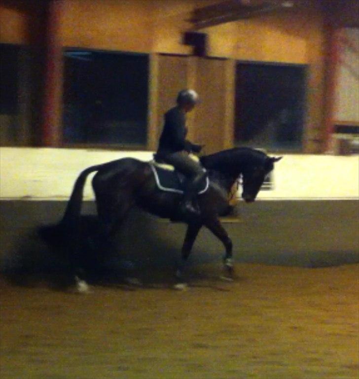 Fuldblod (XX) Pureline billede 8