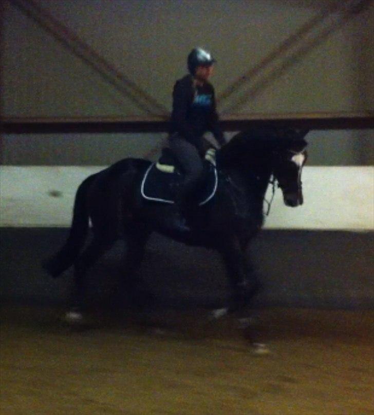 Fuldblod (XX) Pureline billede 9