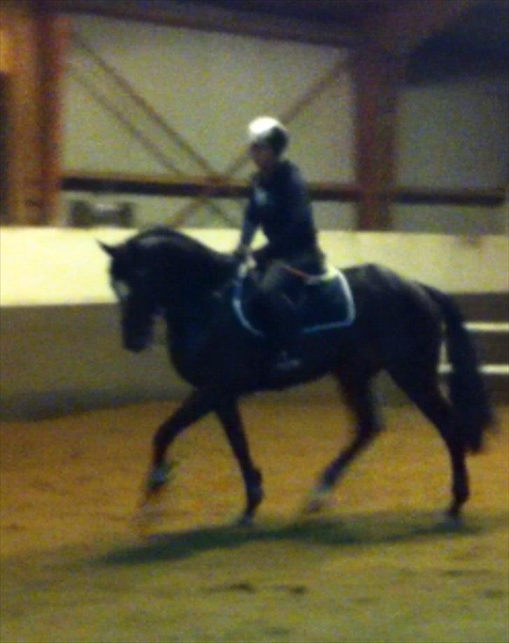 Fuldblod (XX) Pureline billede 10