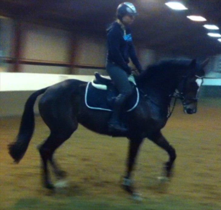 Fuldblod (XX) Pureline billede 11