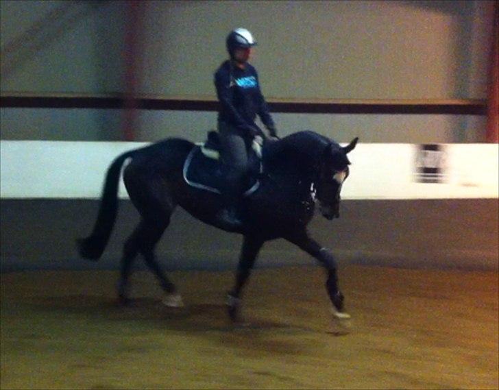 Fuldblod (XX) Pureline billede 12