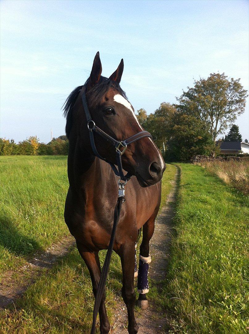 Fuldblod (XX) Pureline billede 13