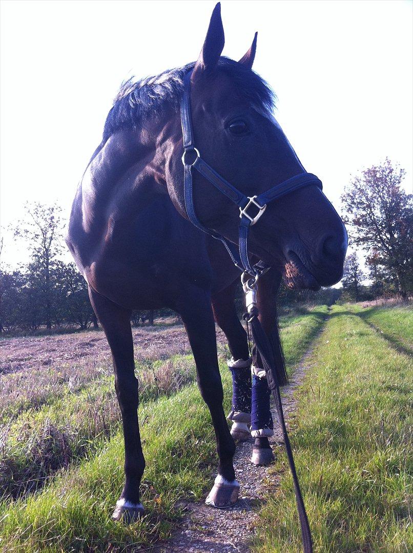 Fuldblod (XX) Pureline billede 14