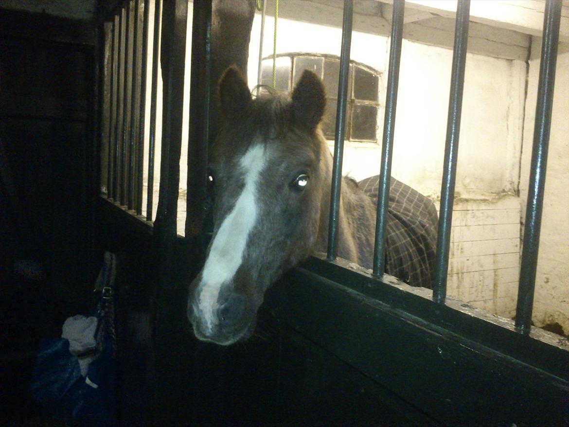 Anden særlig race Sheila *My Soulmate* billede 6