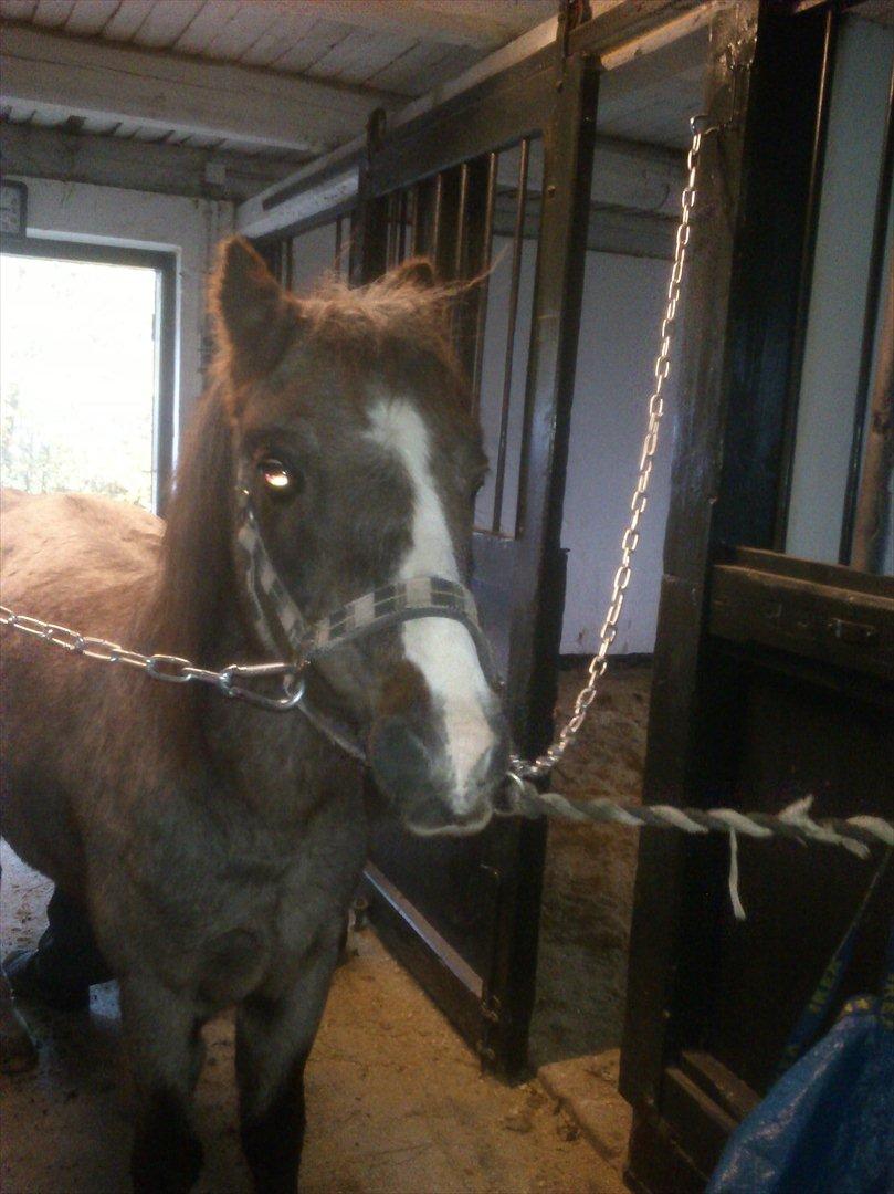 Anden særlig race Sheila *My Soulmate* billede 7