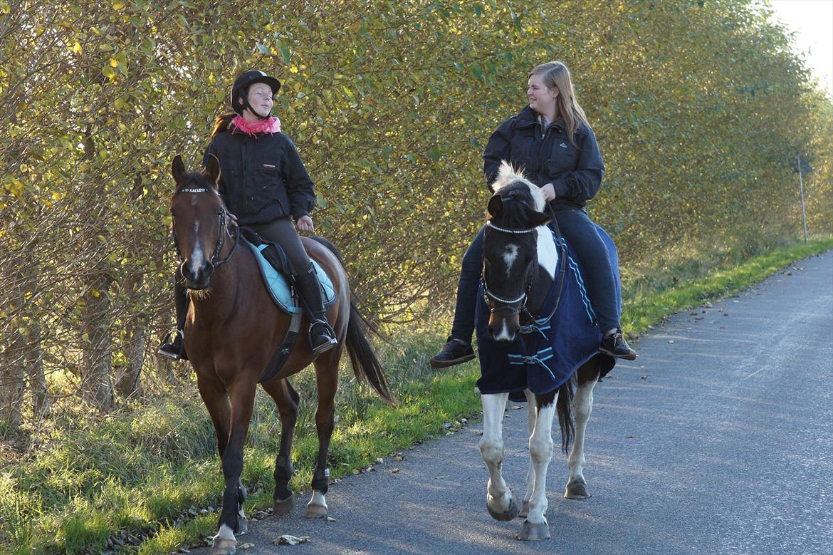 Pinto Kasmir Rugholm - Oktober 2011
Taget af min dejlige skat <3
Vores første tur sammen, efter vi er flyttet til Vamdrup :) billede 12