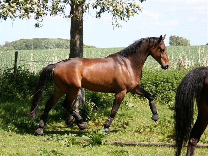 Dansk Varmblod Hønnerups Force - Force sommeren 2011 billede 12