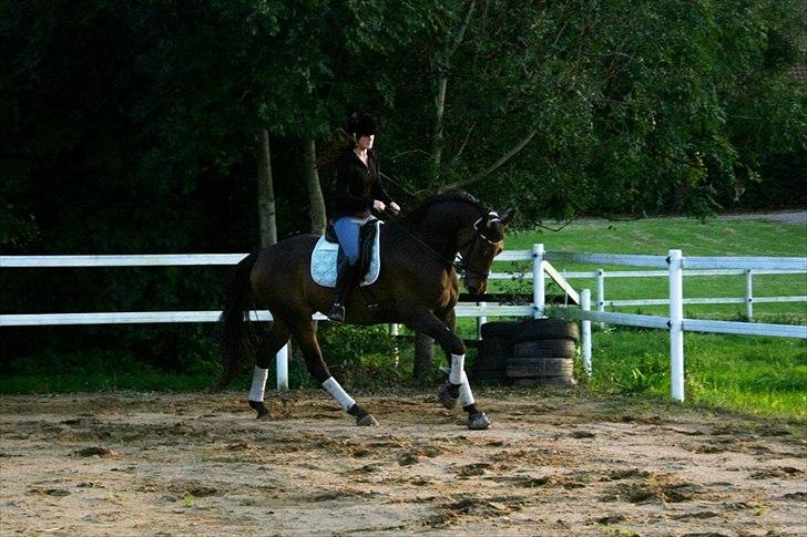 Dansk Varmblod Hønnerups Force - Mig og Force, sommeren 2011 billede 13