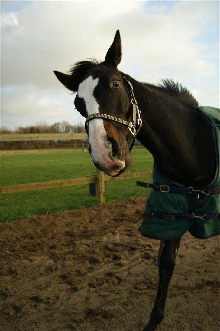 Trakehner Helmuth von hestebjerggaard - Helmuth 8 måneder den 27 november 2011 billede 11