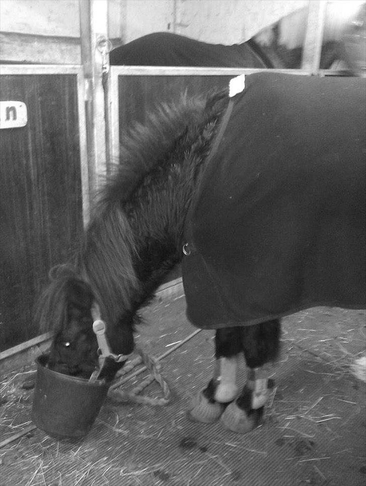 Islænder Litla *Mit et og alt* billede 7