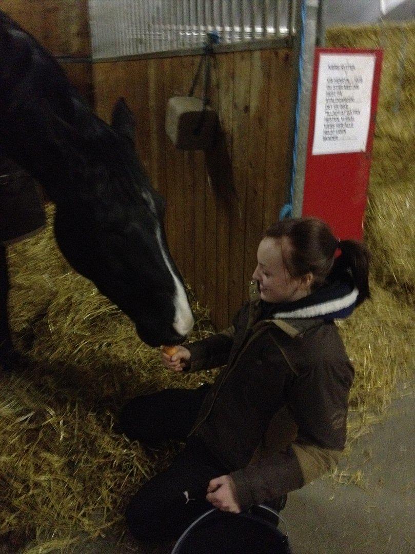 Dansk Varmblod Østersøens Hotshot BRDH  billede 11