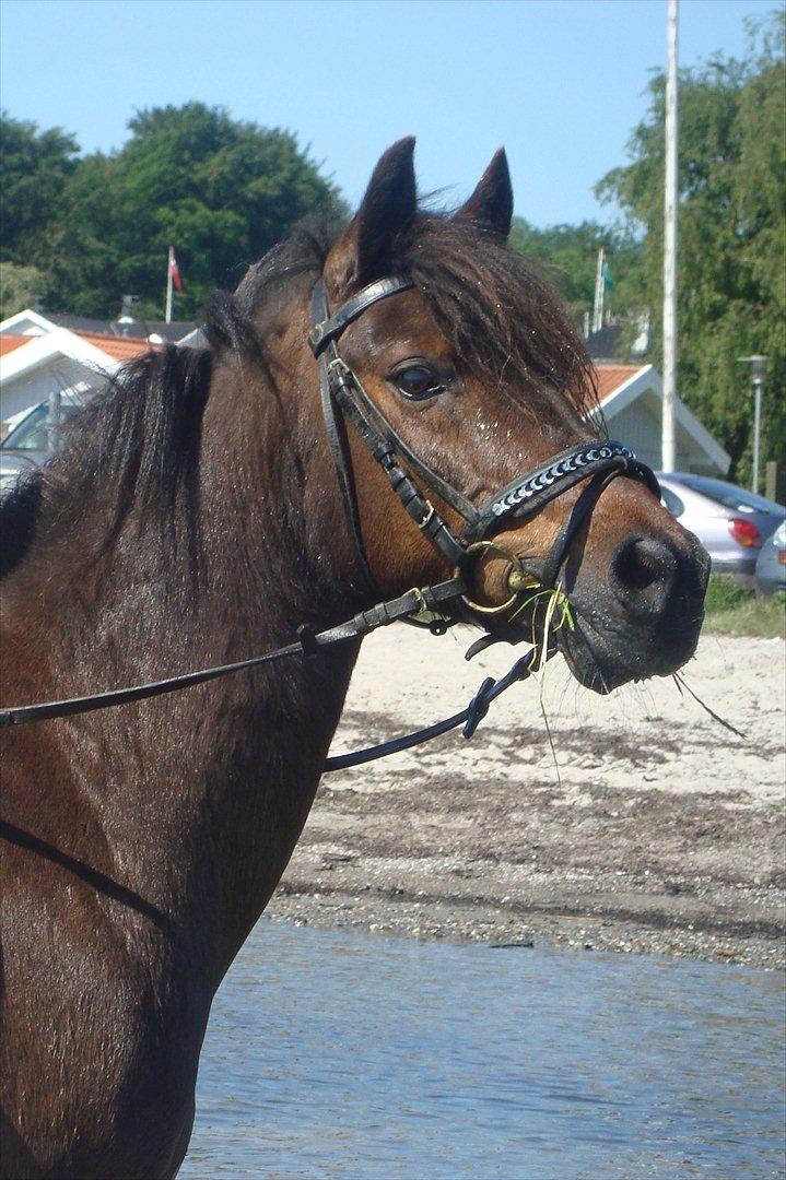 Anden særlig race Frede *soulmate* billede 1