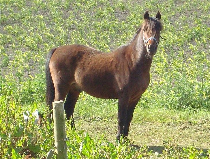 Anden særlig race Frede *soulmate* billede 5