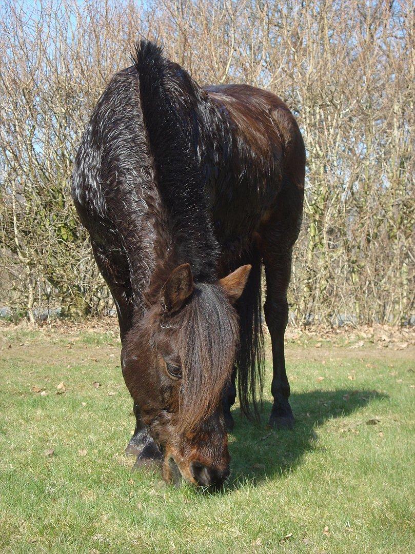 Anden særlig race Frede *soulmate* billede 11