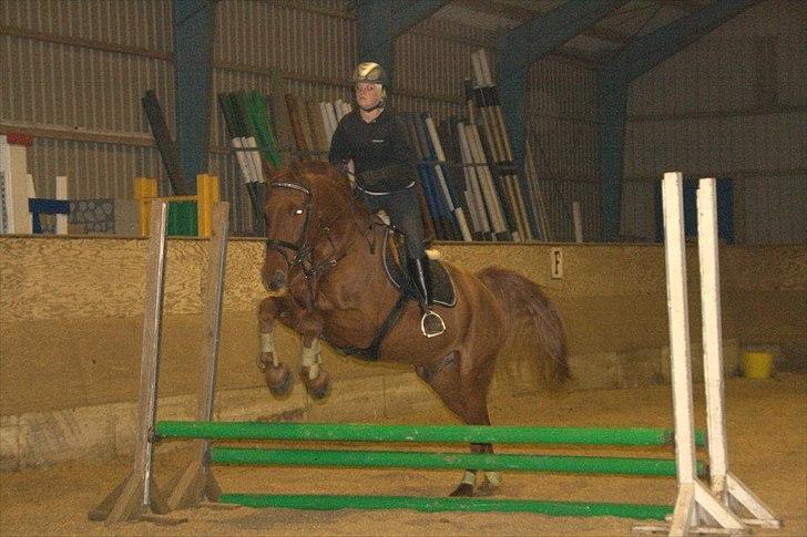 Knabstrupper Zolon billede 12