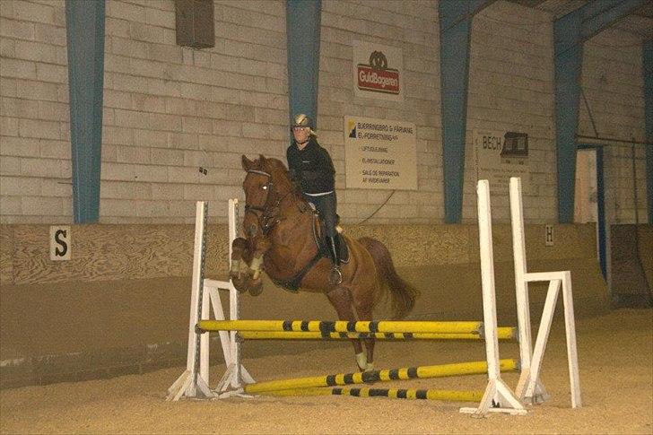 Knabstrupper Zolon billede 1