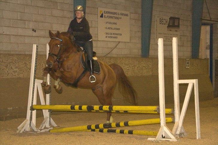 Knabstrupper Zolon billede 13