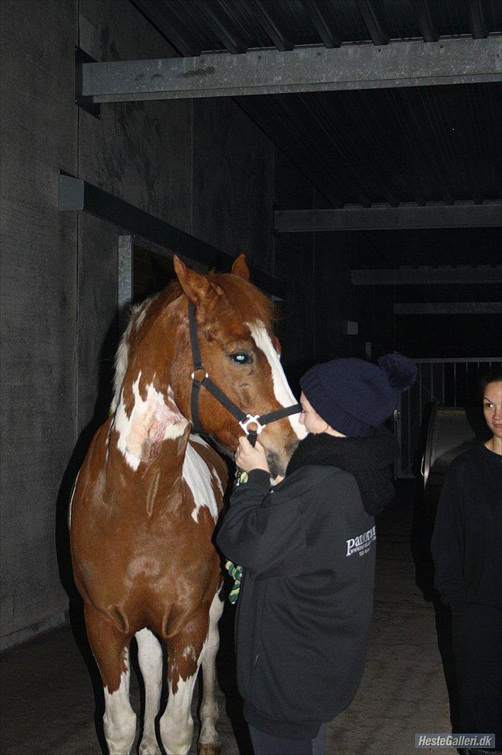 Pinto Saxo Højgård PIH 82 - Billede: 3
Bedstevenner foraltid! (':
MCL-foto billede 16