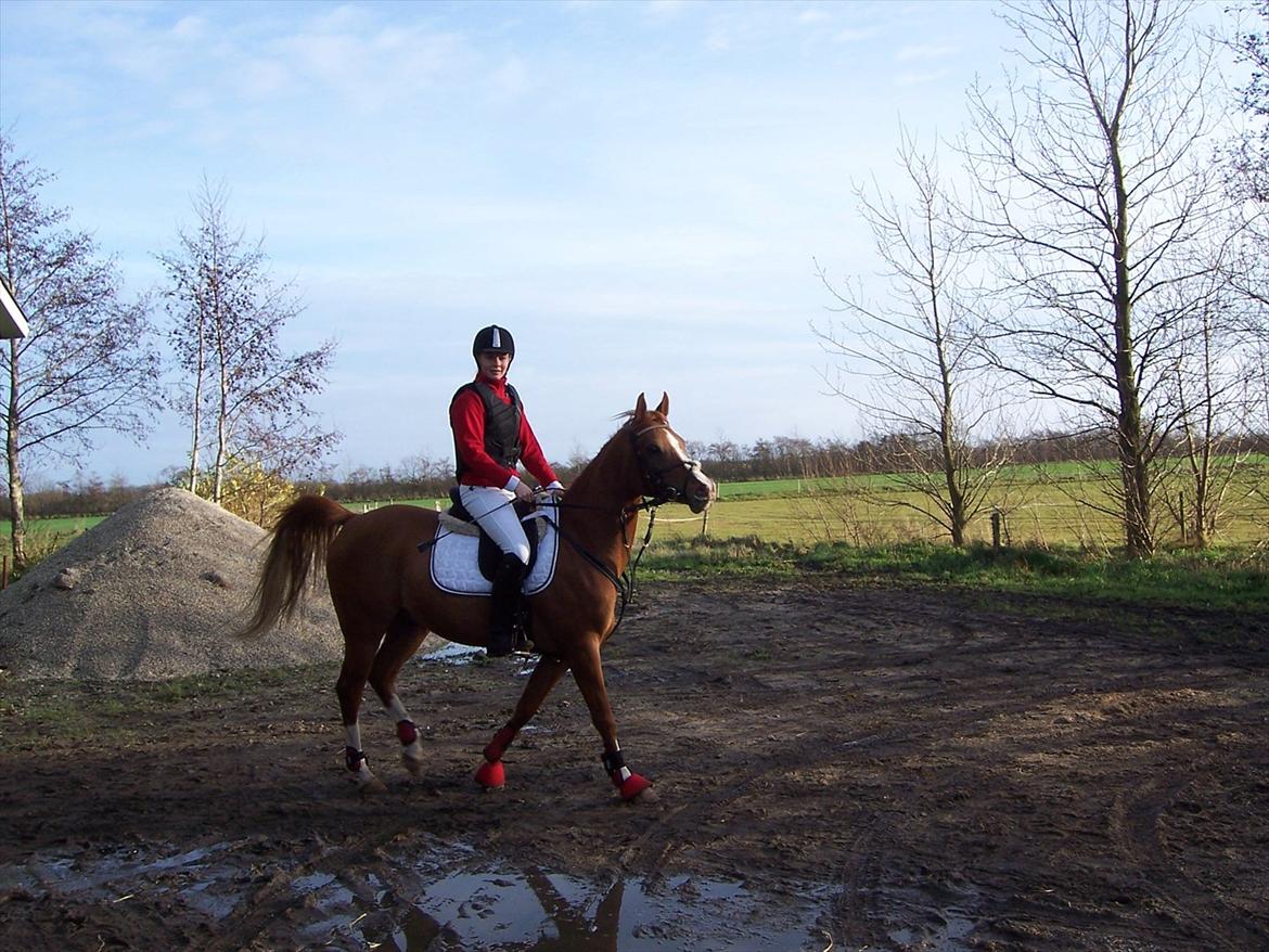 Arabisk fuldblod (OX) ZA-KAGO OX - LF i Fristrup, 4 fejl<3 billede 16