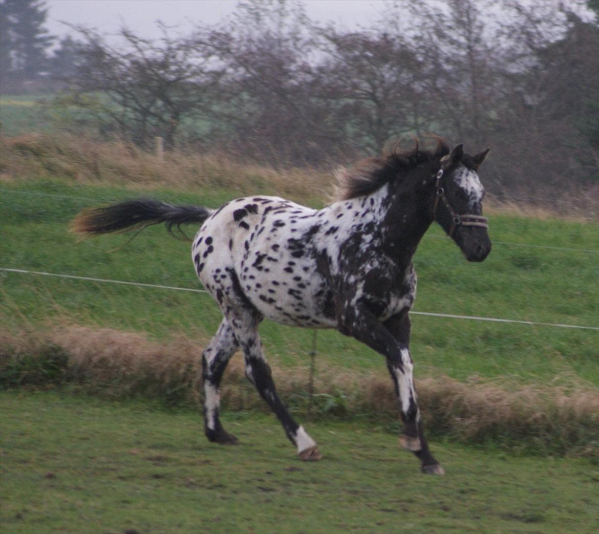 Knabstrupper Fair Camouflage billede 3