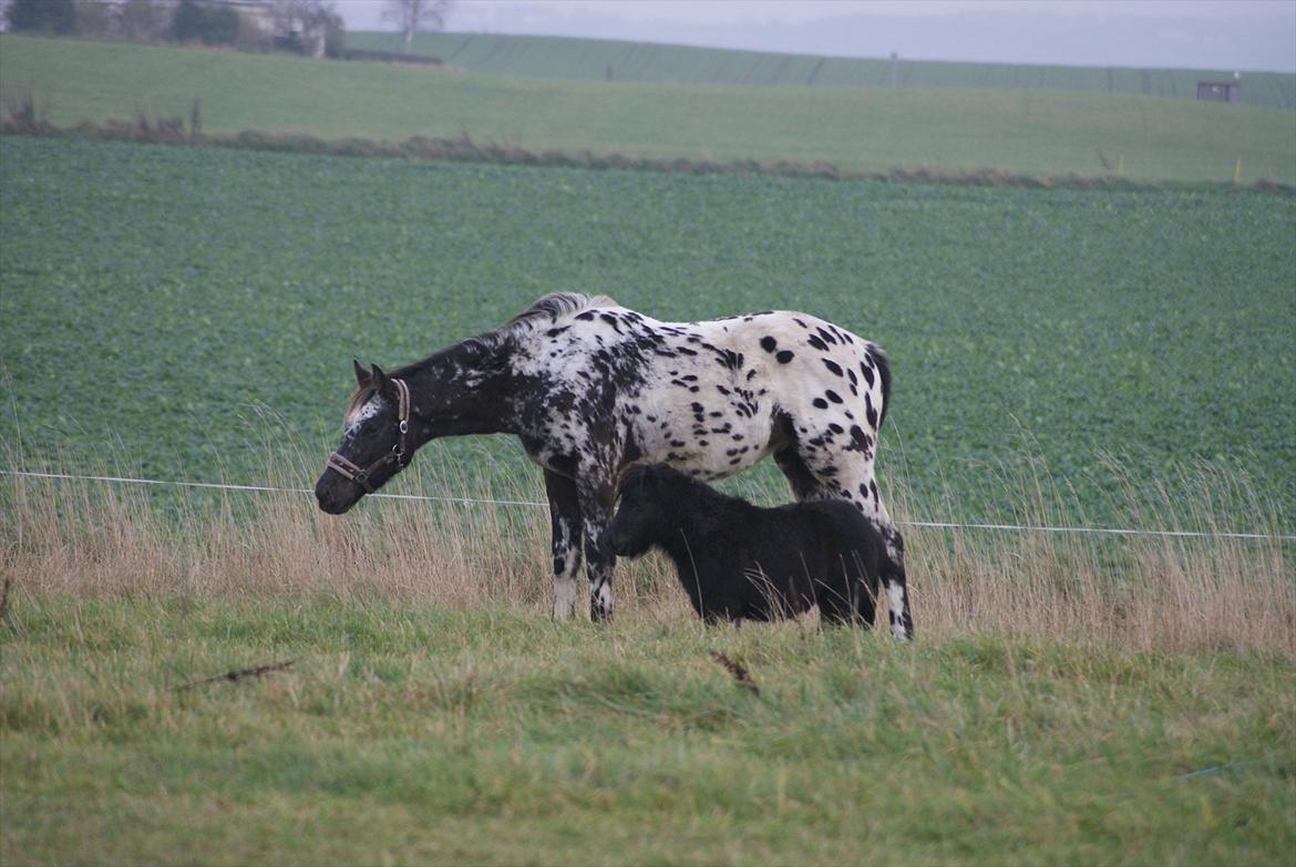 Knabstrupper Fair Camouflage billede 6
