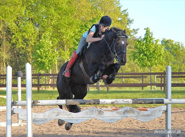 Welsh Cob (sec D) Fronerthig Inca B-pony SOLGT til Norge :'( - Inca <3 <3 Miin engel  billede 1