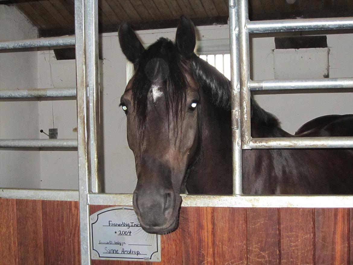 Welsh Cob (sec D) Fronerthig Inca B-pony SOLGT til Norge :'( billede 2