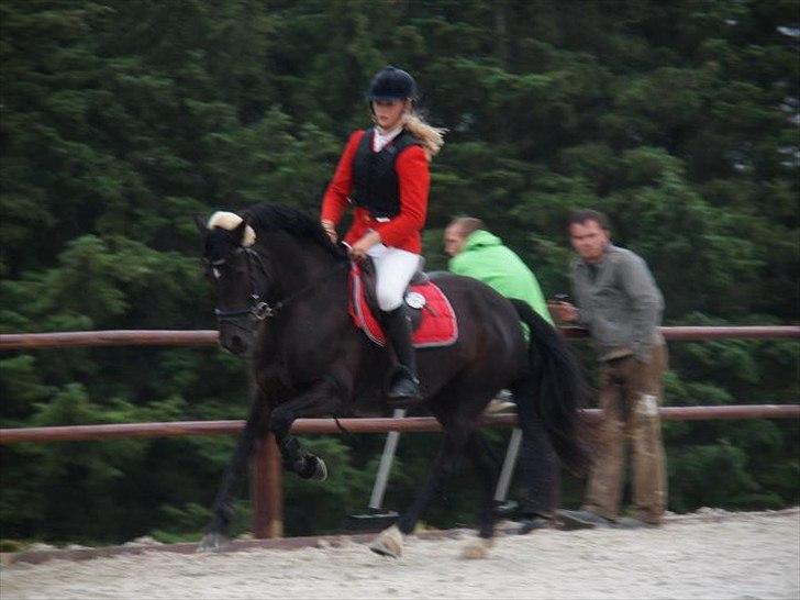 Welsh Cob (sec D) Fronerthig Inca B-pony SOLGT til Norge :'( billede 6