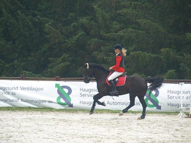 Welsh Cob (sec D) Fronerthig Inca B-pony SOLGT til Norge :'( - Melby ;) billede 7