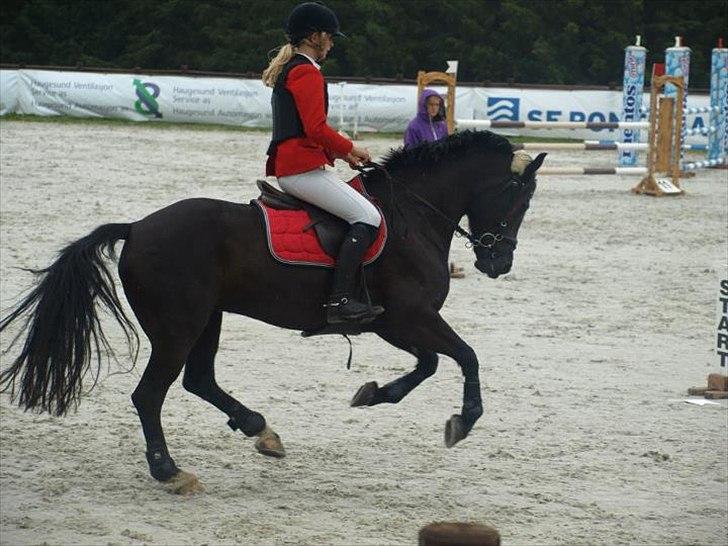 Welsh Cob (sec D) Fronerthig Inca B-pony SOLGT til Norge :'( billede 8