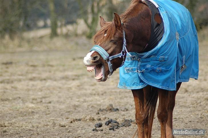 Anden særlig race Dreaming Harmonie  billede 17