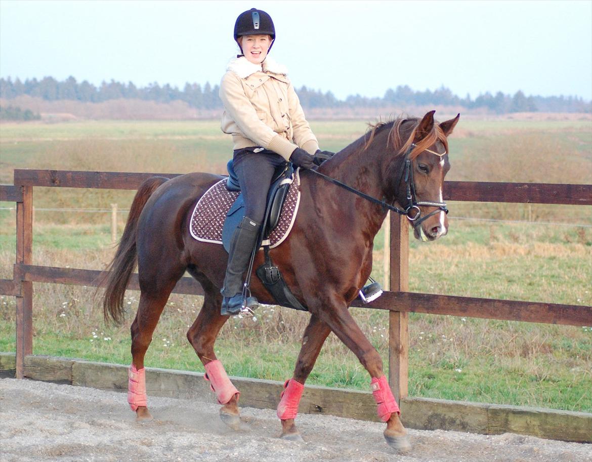 Anden særlig race Dreaming Harmonie  - Haha!
Træning november 2011. Foto: Gitte Fredslund billede 19