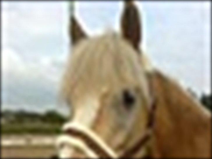 Tyroler Haflinger Aron II "BEBSEN" billede 17