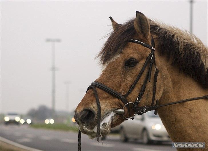 Anden særlig race Lipo Flash - Du er elsket hest <3  

(Foto CL) billede 18