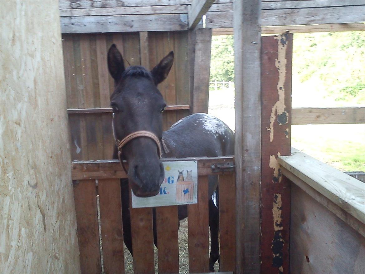Anden særlig race Stald Flyings Migthy M Magpie billede 18