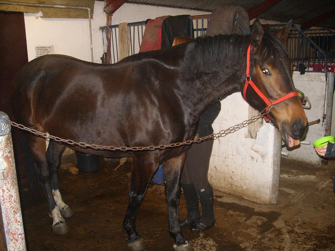 Anden særlig race Lady billede 1