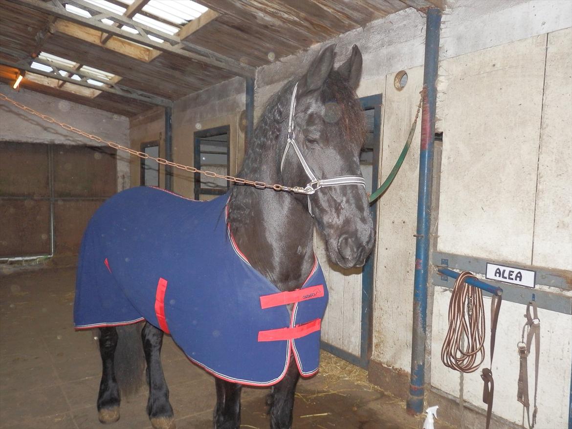 Frieser Like Jebjerg billede 10