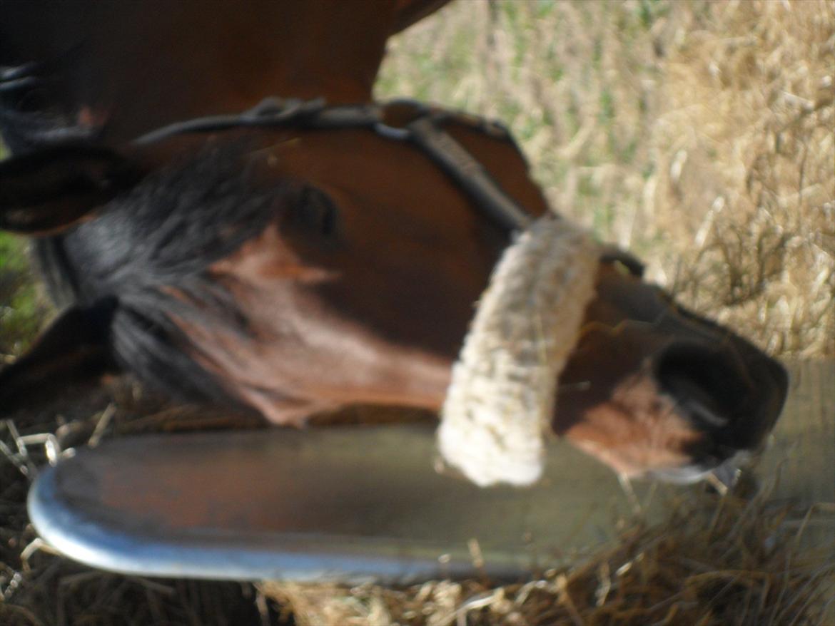 Anden særlig race Rosa - fold:-) billede 13