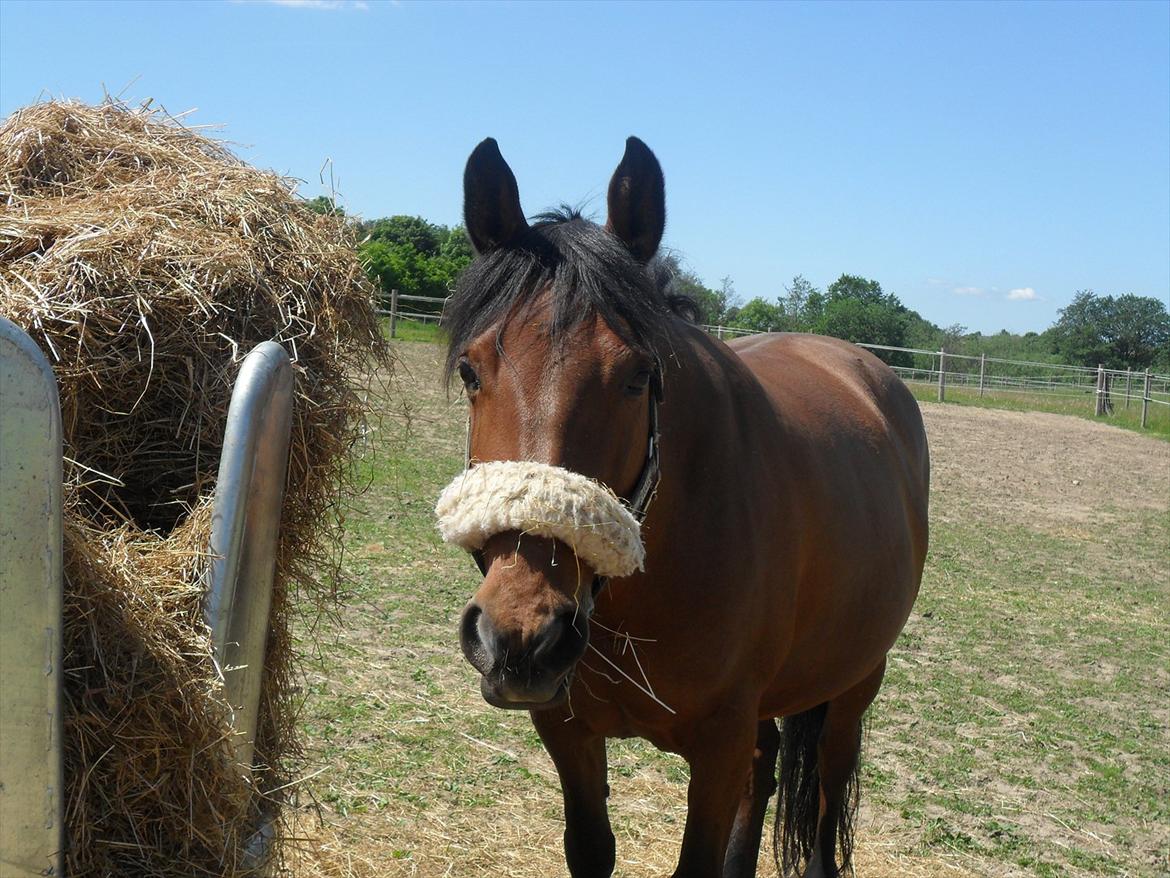 Anden særlig race Rosa - fold:-) billede 14