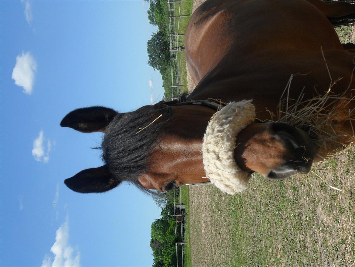 Anden særlig race Rosa - fold:-) billede 15